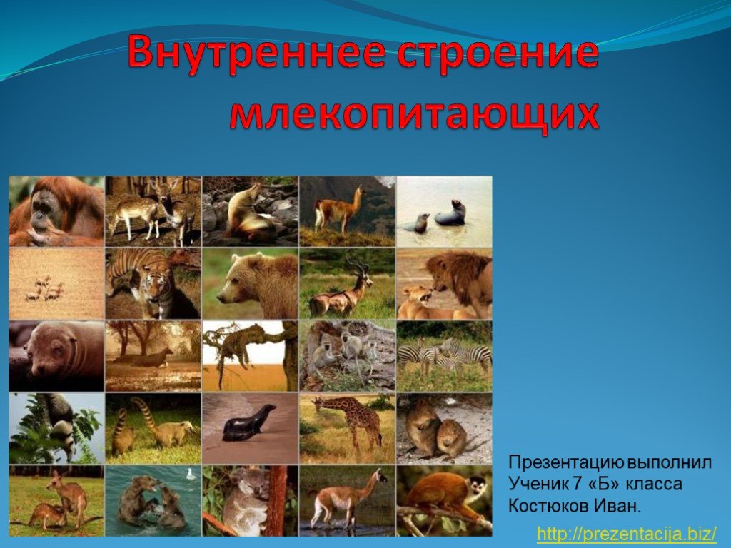 Кракен маркет даркнет только через стор